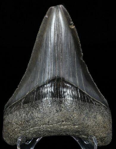 Serrated, Lower Megalodon Tooth - Georgia #58082